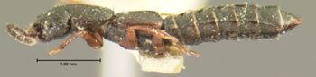 Media type: image;   Entomology 6554 Aspect: habitus lateral view